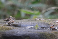 161220-10メジロの水浴びとアトリ(左)
