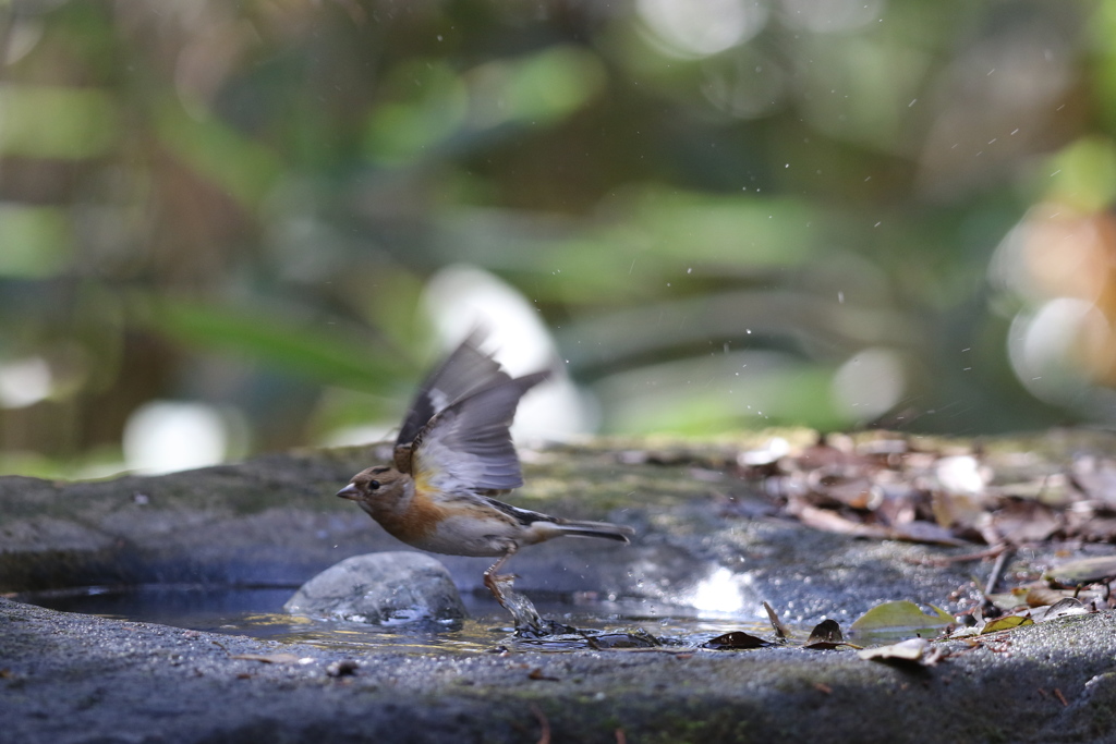 161203-27アトリの水浴びが終わって（３／３）