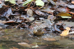 161204-19アトリの水浴び