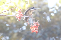 161202-10イイギリの実を食べるヒヨドリ