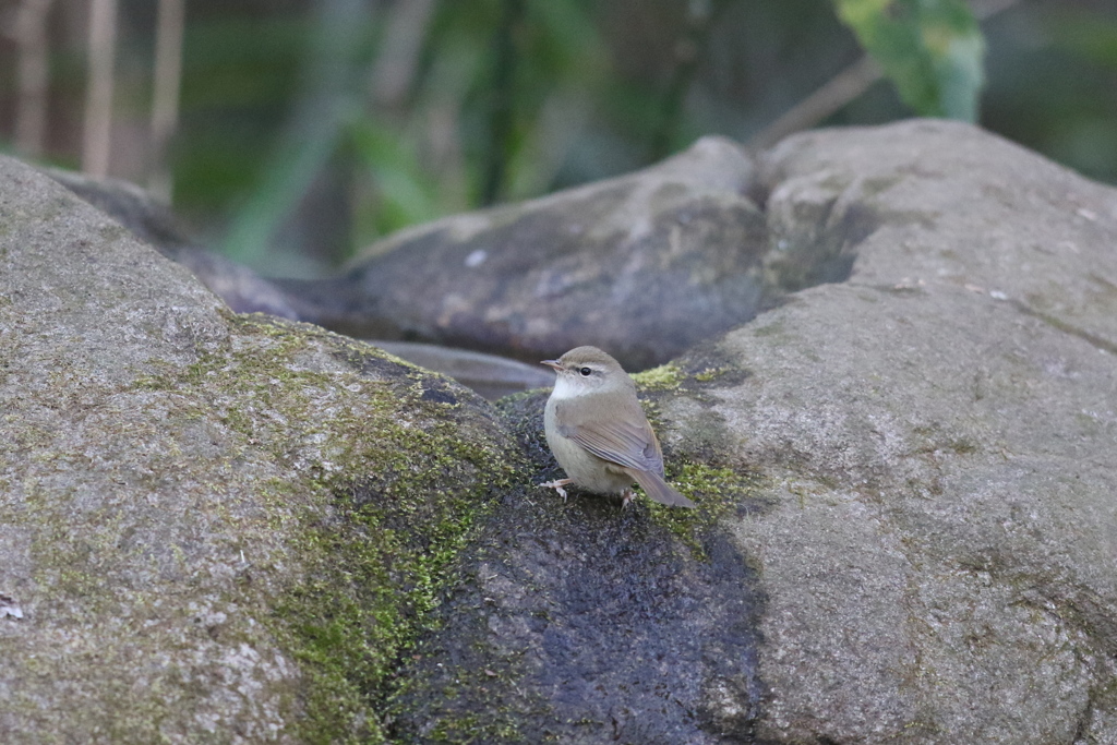 170213-1ウグイス