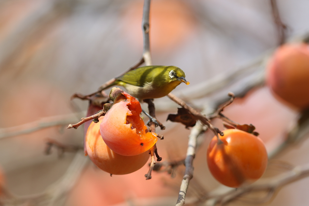 161204-25柿を食べるメジロ（４／６）