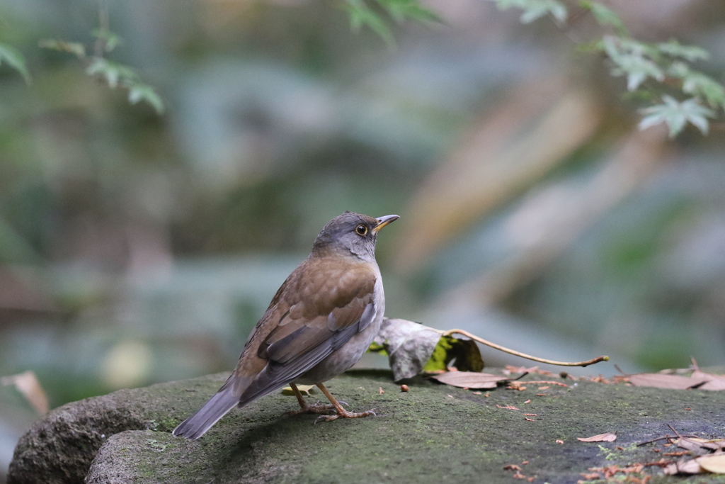 161127-5シロハラ♂