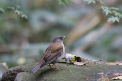 161127-5シロハラ♂