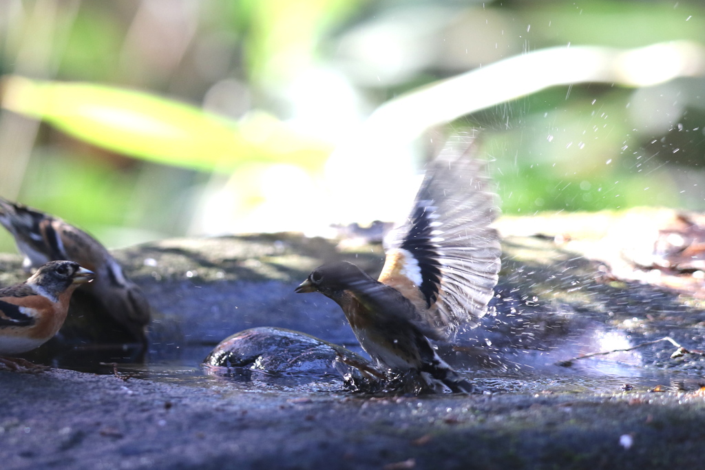 161209-2アトリの水浴び