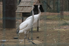 170301-3正面顔・タンチョウ(動物園)の幼鳥