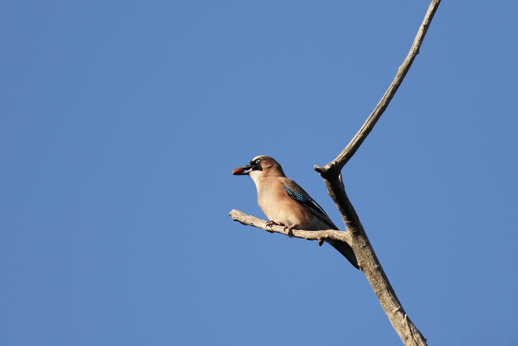 161223-1ドングリ？を咥えたカケス（１／２）