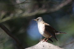 170225-4シロハラ♂