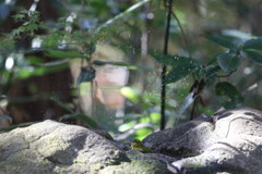 161203-20メジロの水浴び