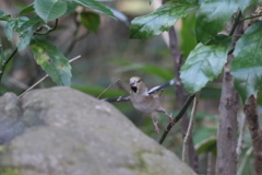 170113-4シメ♀