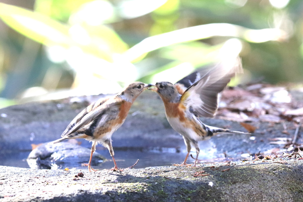 161208-10アトリの喧嘩（２／３）