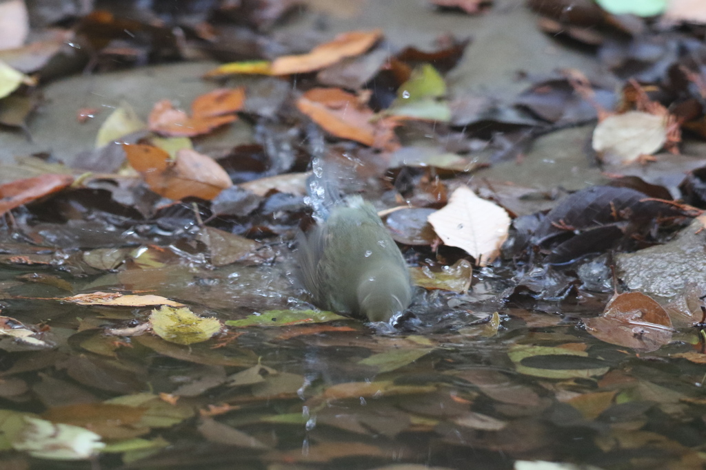 161204-2ルリお嬢さんのご入浴