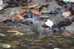 161204-2ルリお嬢さんのご入浴