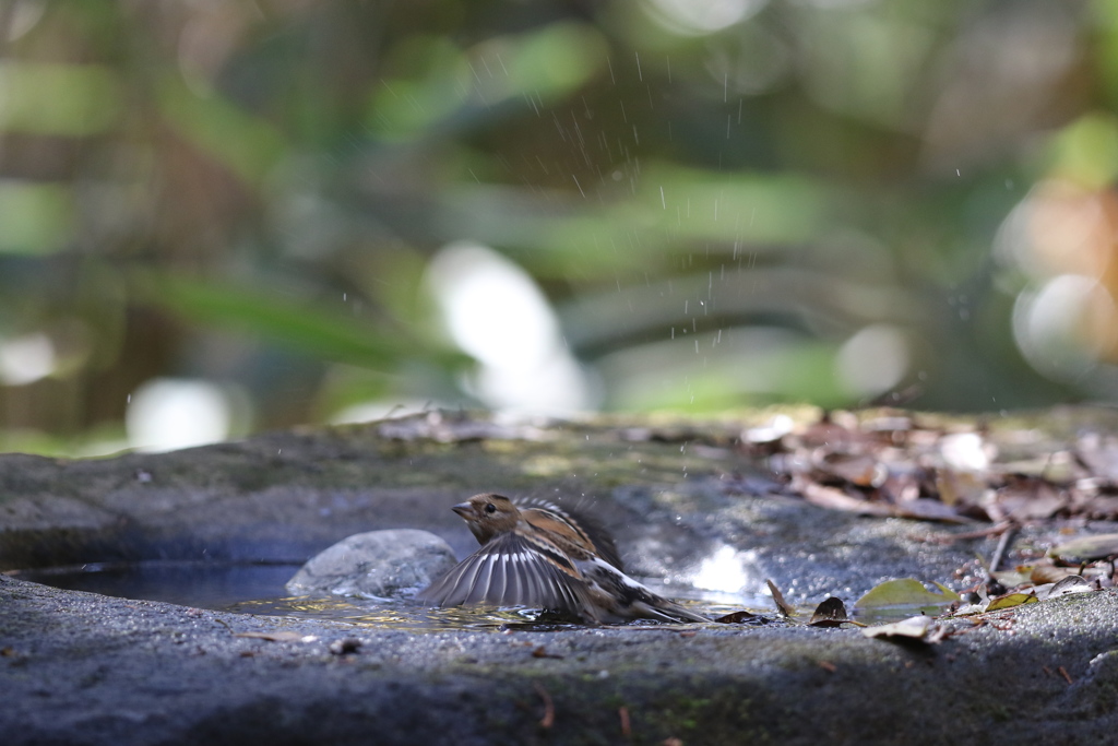 161203-26アトリの水浴びが終わって（２／３）