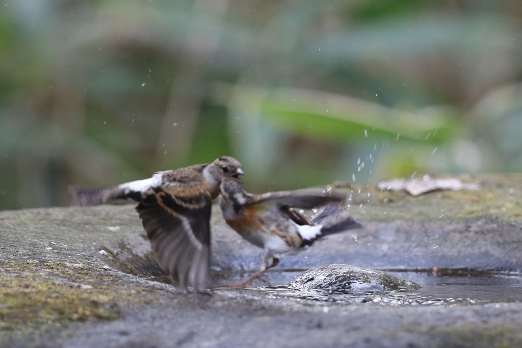 161220-12アトリの空中戦