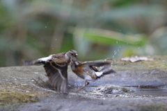 161220-12アトリの空中戦