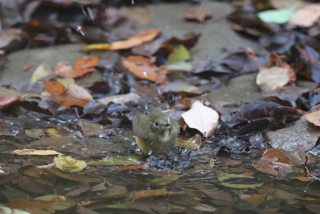 161204-3ルリお嬢さんのご入浴