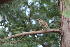 161225-10トラツグミ