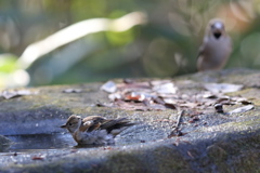 161218-25シメ(右奥)が覗いているアトリの水浴び
