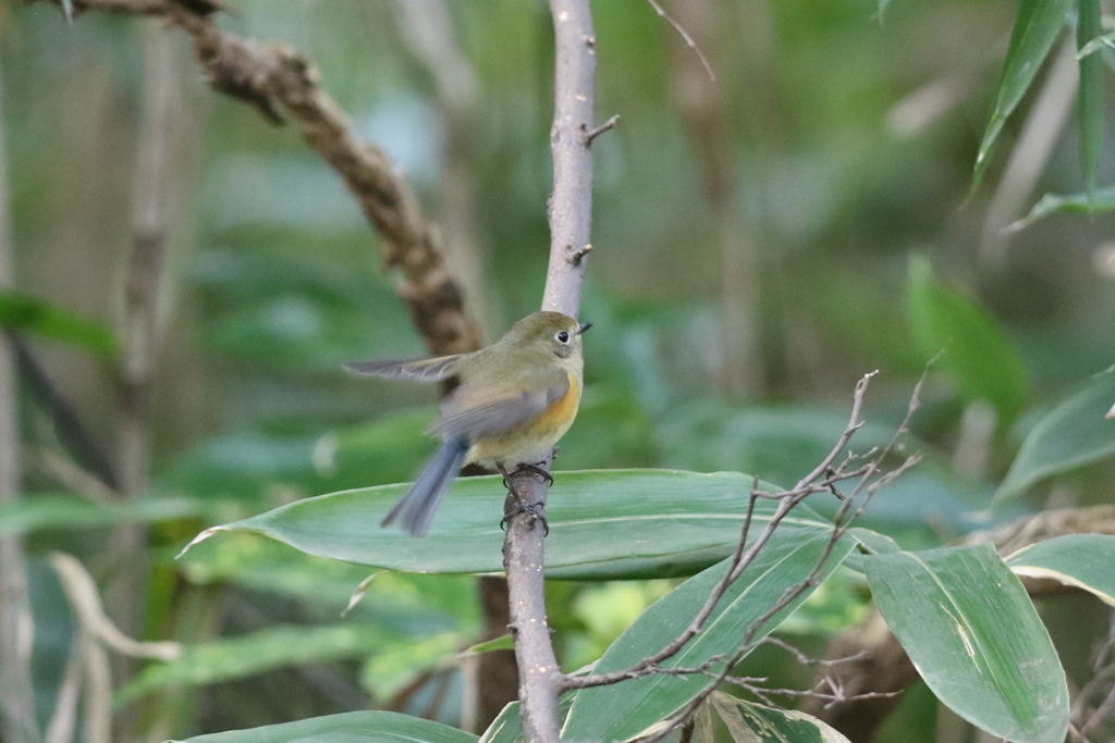 161130-1ルリビタキ♀