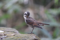 161219-14水浴び後のツグミの羽繕い
