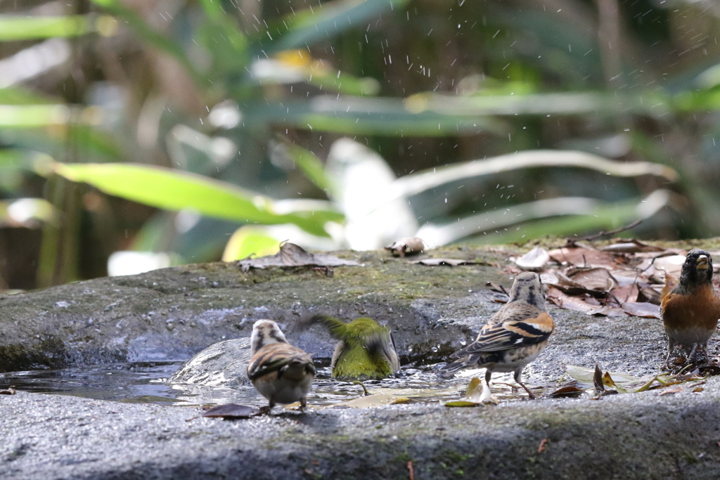 161204-32メジロの水浴び（２／３）