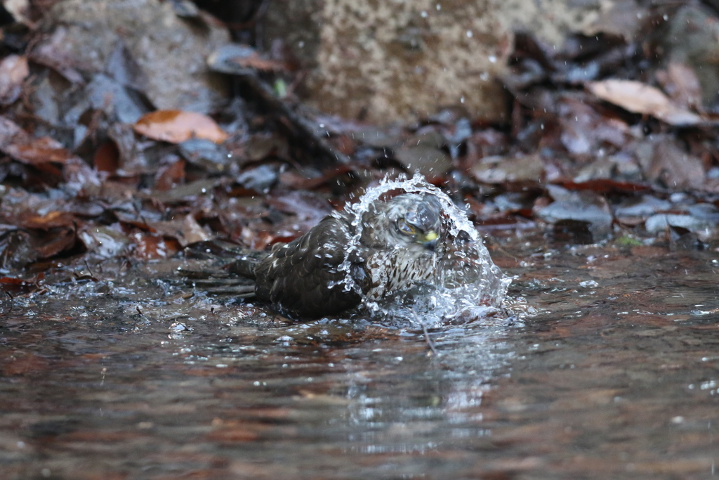 170104-14ツミ♀の水浴び
