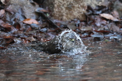 170104-14ツミ♀の水浴び
