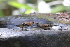 161130-39アトリの喧嘩？それとも仲がいいの？（１／３）