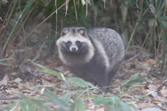 161224-9タヌキＡ