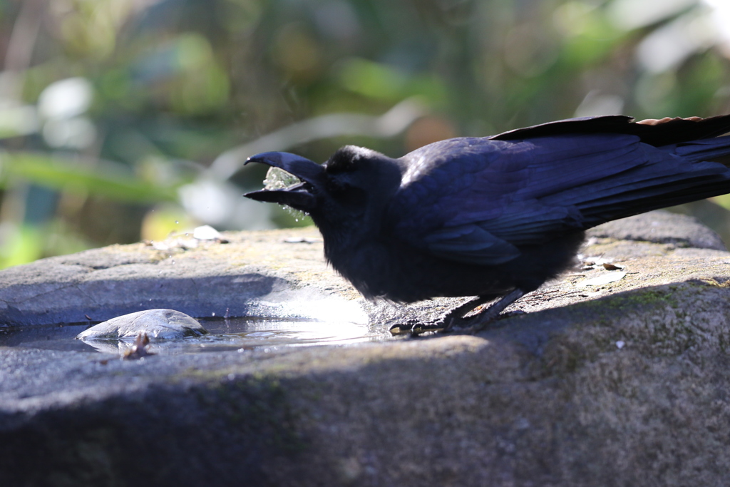 170106-8口の中どうなってるの？・水を飲むカラス（２／２）