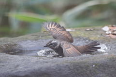 161219-9ツグミの水浴び