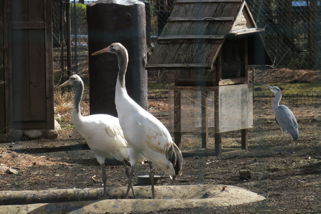 170210-6タンチョウの幼鳥とアオサギ(右)