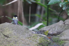 161225-4メジロの行為にあきれて湯を去るシジュウカラ（４／４）