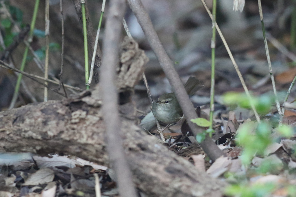 161224-1ウグイス