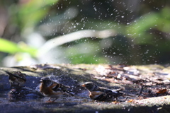 161209-4アトリの水浴び