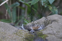 170201-3シロハラ♂の水浴び