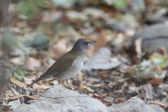 161213-11シロハラ♂