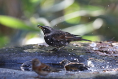 161209-7ツグミに水をかけるアトリ
