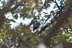 170125-20ツミ♂