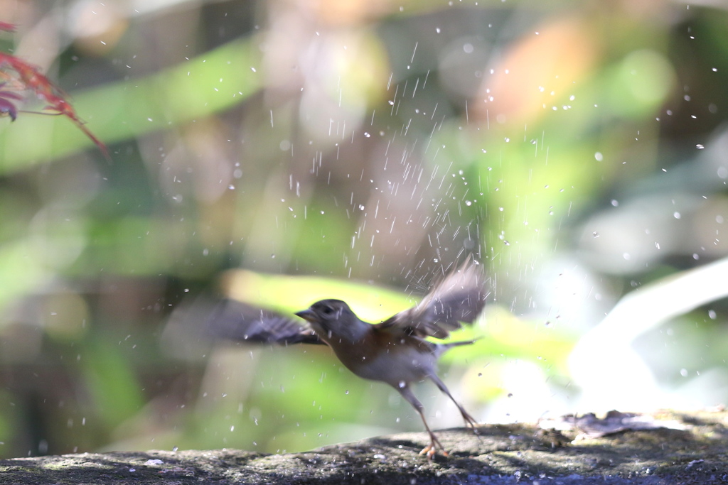 161209-3アトリの水浴び