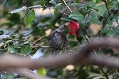 170128-5ツバキの花びらを食べるヒヨドリ（１／２）