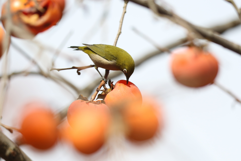 161204-21柿を食べるメジロ