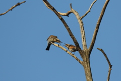 161120-4ツグミの喧嘩（３／４）