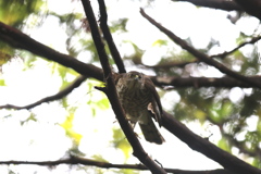 161115-1ツミ♀