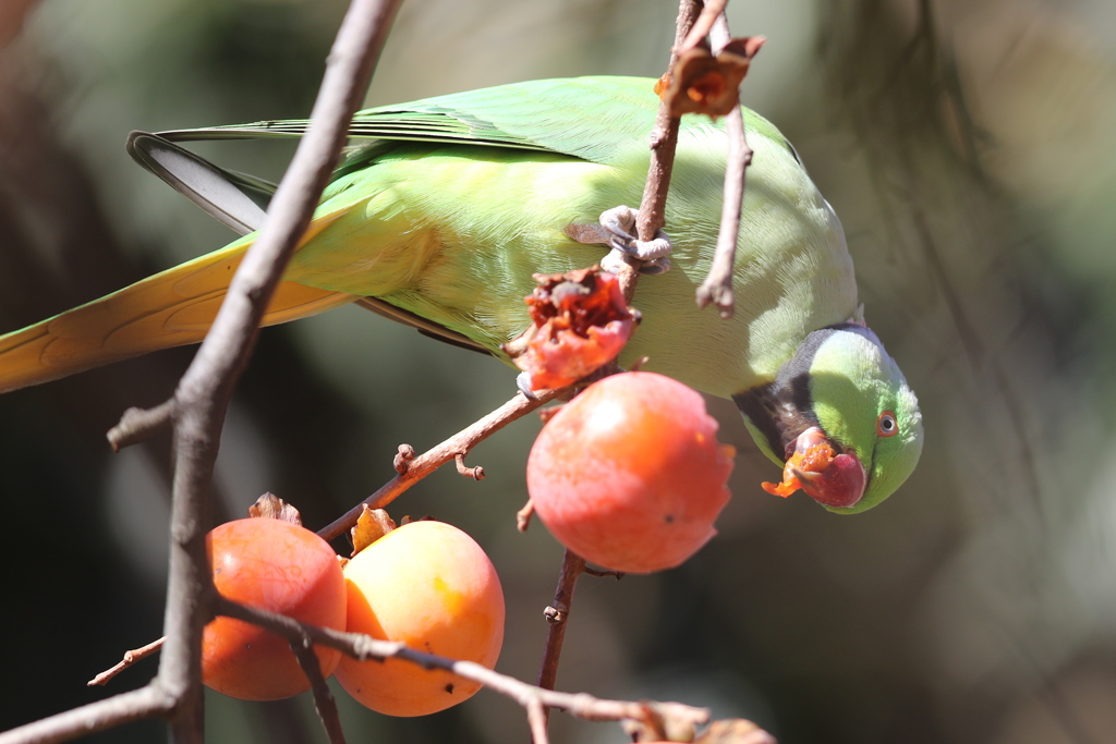 161211-10ホンセイインコミの食事