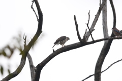 161121-2ツミがカケスに気づきカケスに近づいていく・ツミとカケスのバトル（