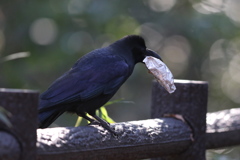 170110-1何を咥えているの？