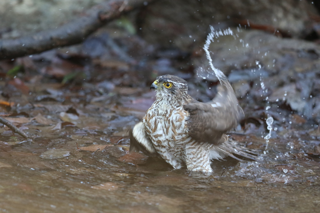 170226-7ツミ♀の水浴び