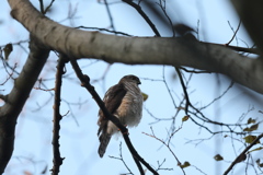 161211-1ツミ♀